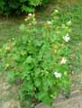 Kitaibela vitifolia