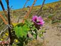 Lavatera arborea