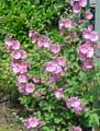 Lavatera thuringiaca