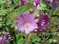Lavatera thuringiaca