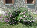 Lavatera thuringiaca