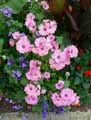 Lavatera trimestris