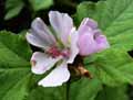 Malva moschata