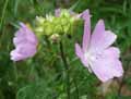 Malva moschata