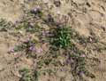 Malva nicaeensis