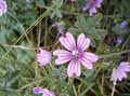 Malva sylvestris