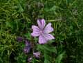 Malva sylvestris
