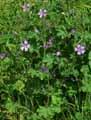 Malva sylvestris