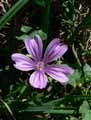 Malva sylvestris