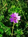 Malva sylvestris