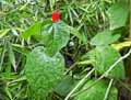 Malvaviscus arboreus