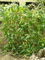 Pavonia sepium