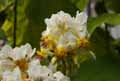 Sparmannia africana