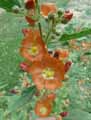Sphaeralcea ambigua