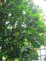 Sterculia nobilis