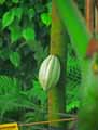 Theobroma cacao
