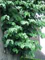 Tilia argentea, Tilia alba, Tilia tomentosa