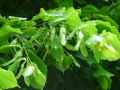 Tilia argentea, Tilia alba, Tilia tomentosa
