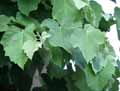 Tilia argentea, Tilia alba, Tilia tomentosa