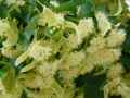 Tilia cordata