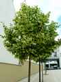 Tilia cordata
