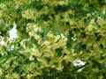 Tilia cordata