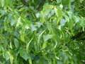 Tilia henryana