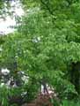 Tilia henryana