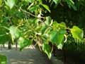 Tilia henryana