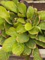 Calathea allouia