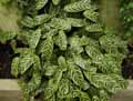 Calathea amabilis
