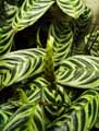 Calathea amabilis