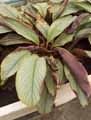 Calathea argyraea