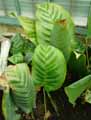 Calathea bella