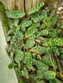 Calathea burle-marxii
