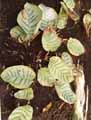 Calathea carlina