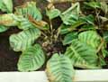 Calathea carlina