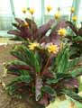 Calathea crocata