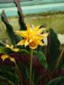 Calathea crocata