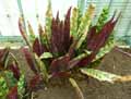 Calathea lancifolia