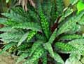 Calathea lancifolia