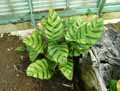 Calathea lietzei Greenstar