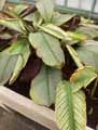 Calathea majestica