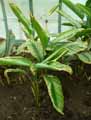 Calathea majestica