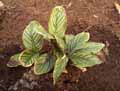 Calathea majestica Roseo Lineata