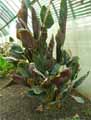 Calathea majestica Sanderiana