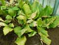 Calathea musaica