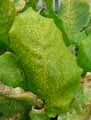 Calathea musaica