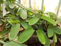 Calathea roseopicta Rosastar