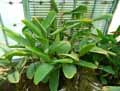 Calathea roseopicta Rosastar